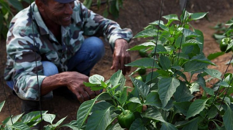 Tropicalia’s Shared Value: Building a Sustainable Supply Chain