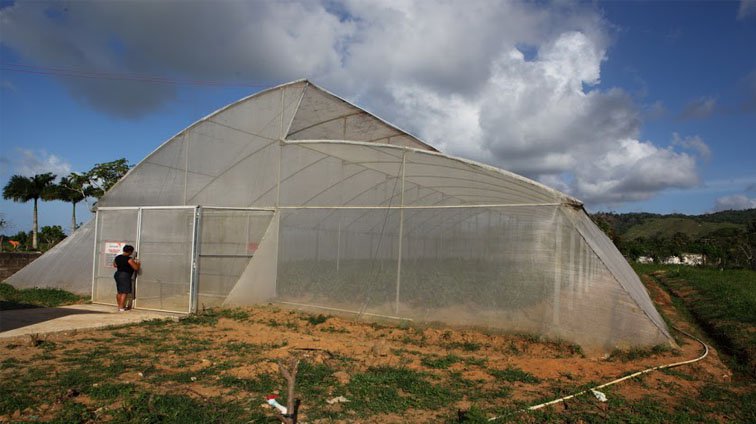 Greenhouse in Miches: Agricultural Diversification